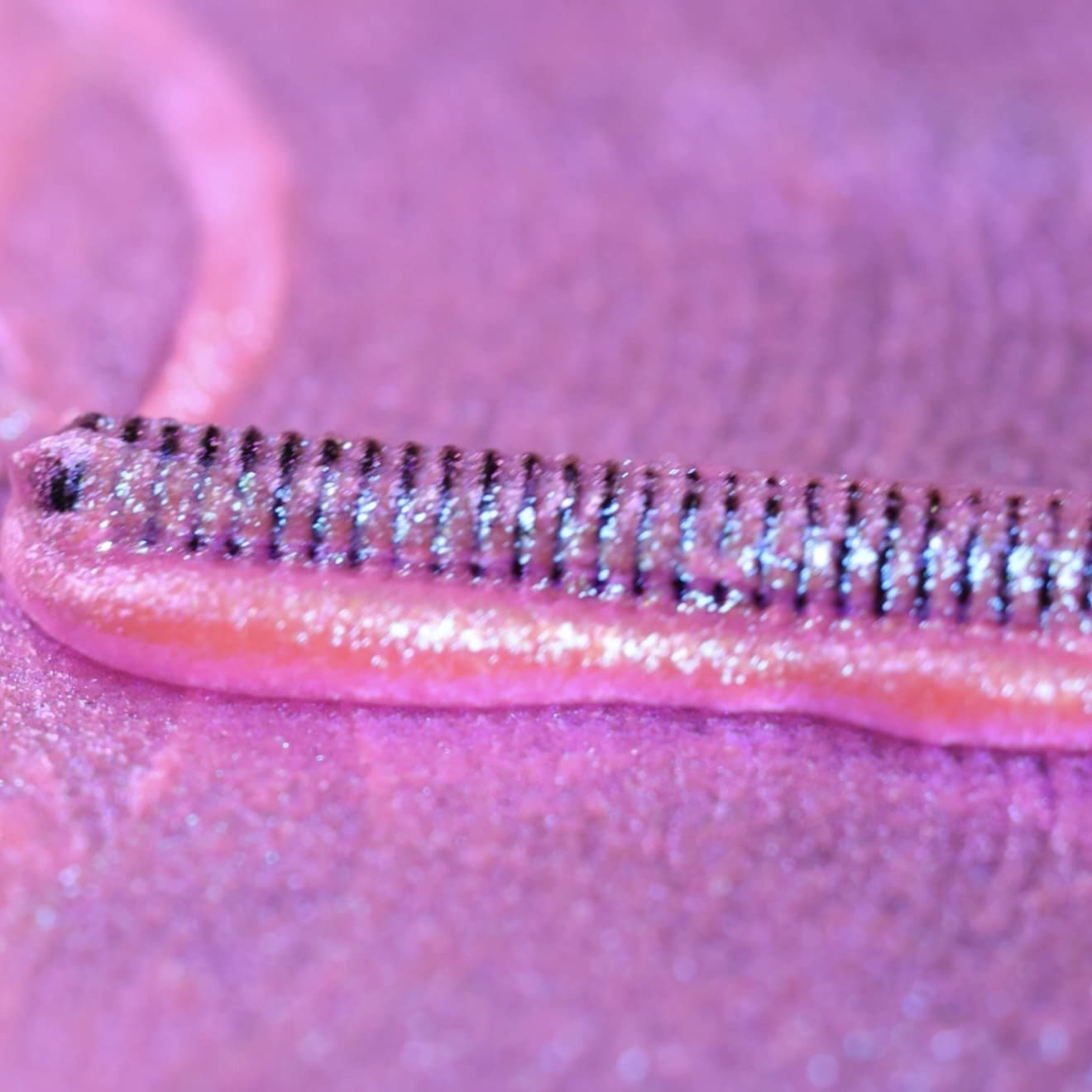 LashTrip™ - Osaka Motion