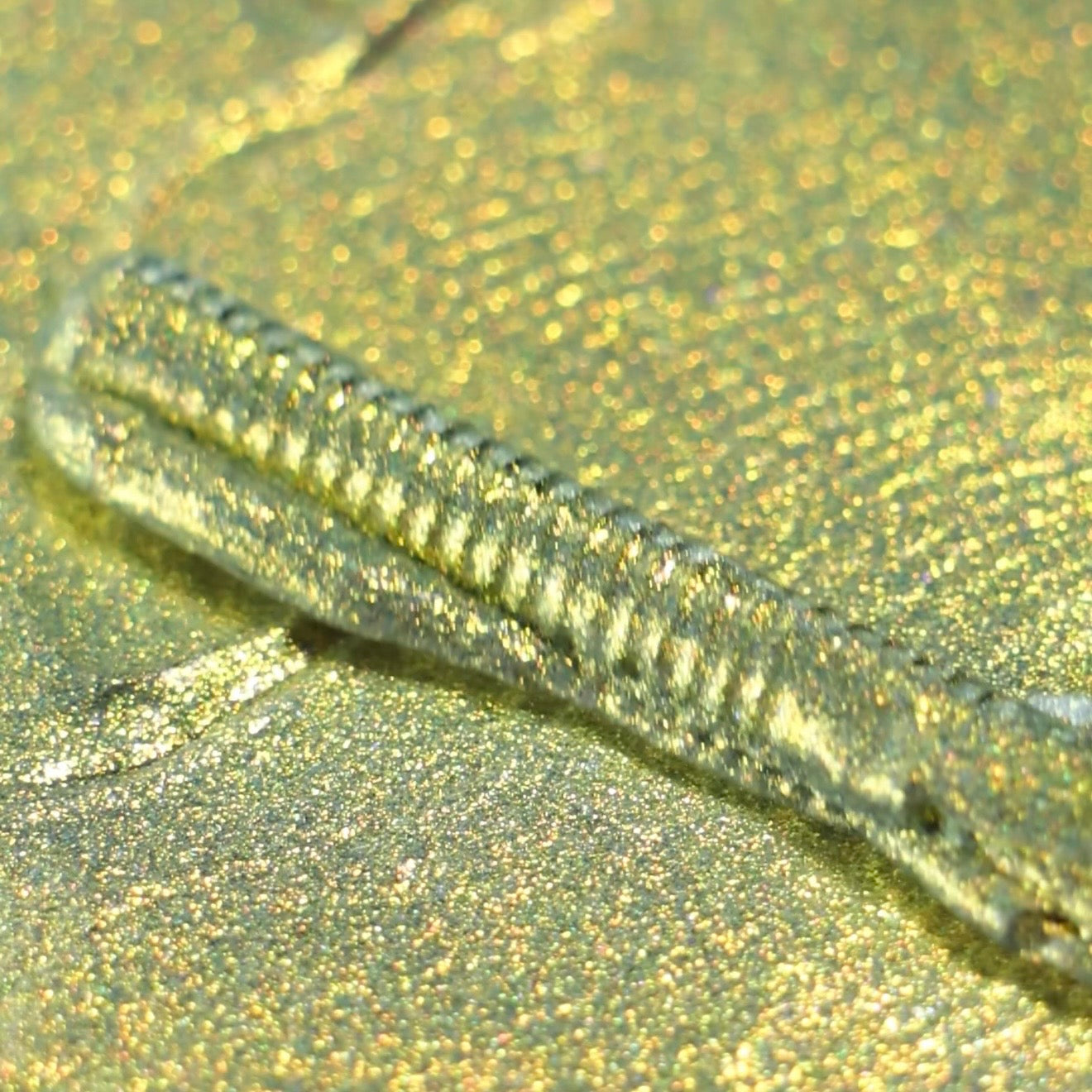 LashTrip™ - Las Vegas Excess